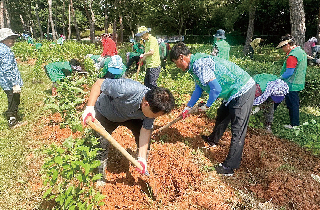 전남 영암군새마을회 나무심기